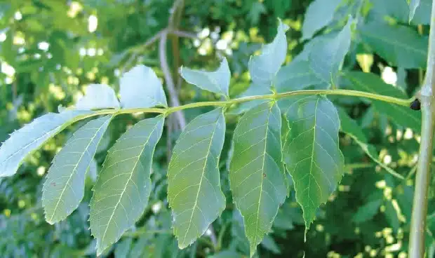 What is an Ash Tree? Characteristics of Ash Plant Ash Tree