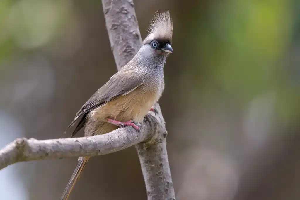 Mousebird