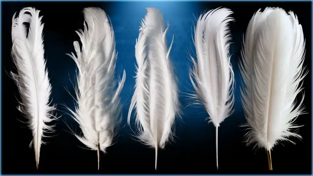 Seeing Feathers in a Dream Seeing Feathers in a Dream