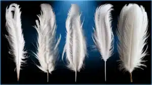 Seeing Feathers in a Dream