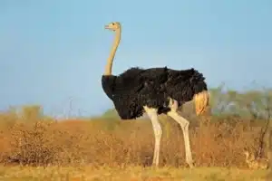 Dreaming of an Ostrich