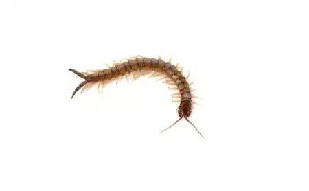 Seeing a centipede in a dream